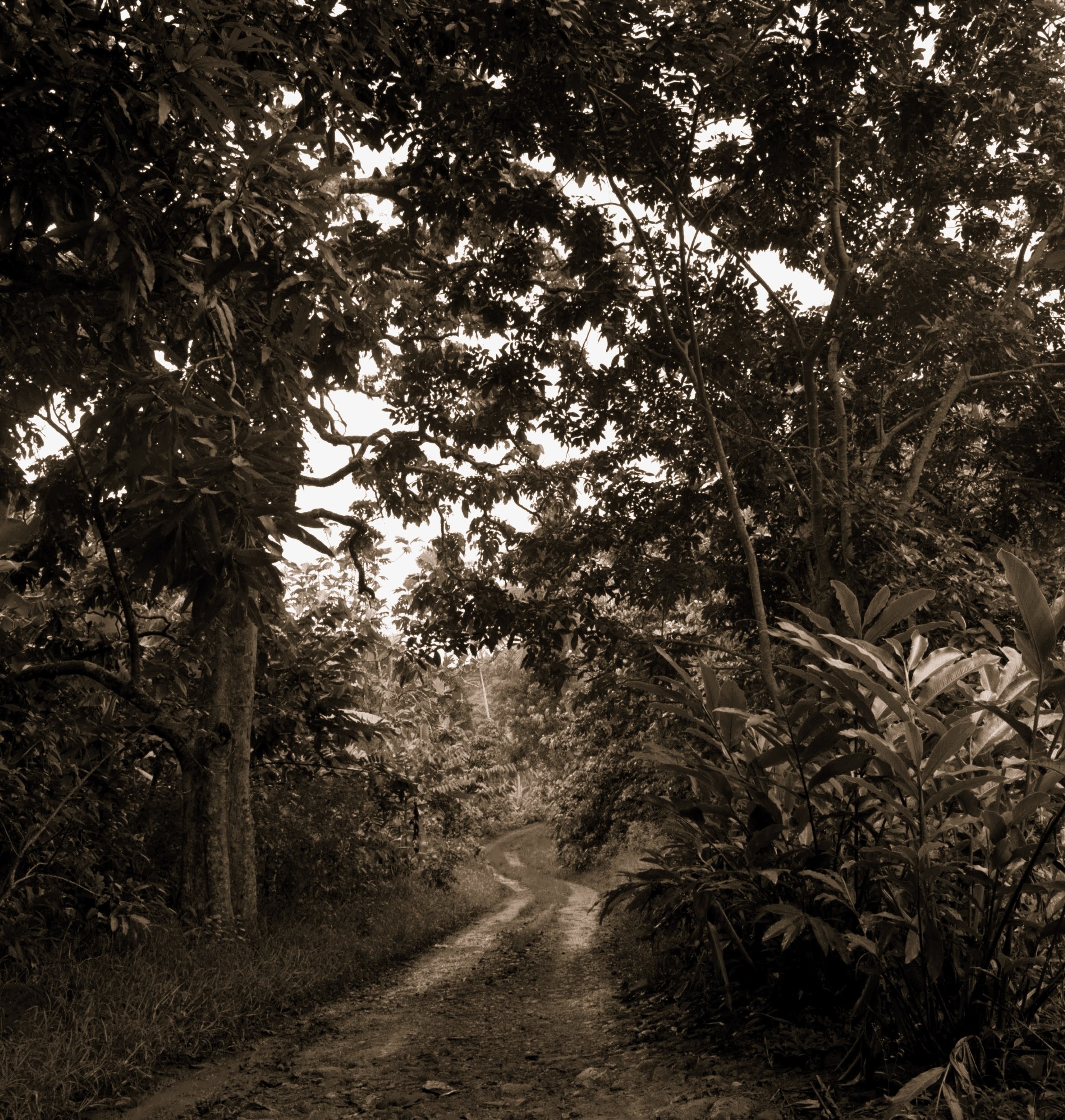 Back Road - Hanalei by Cathy Shine - Tiffany's Art Agency - Cathy Shine