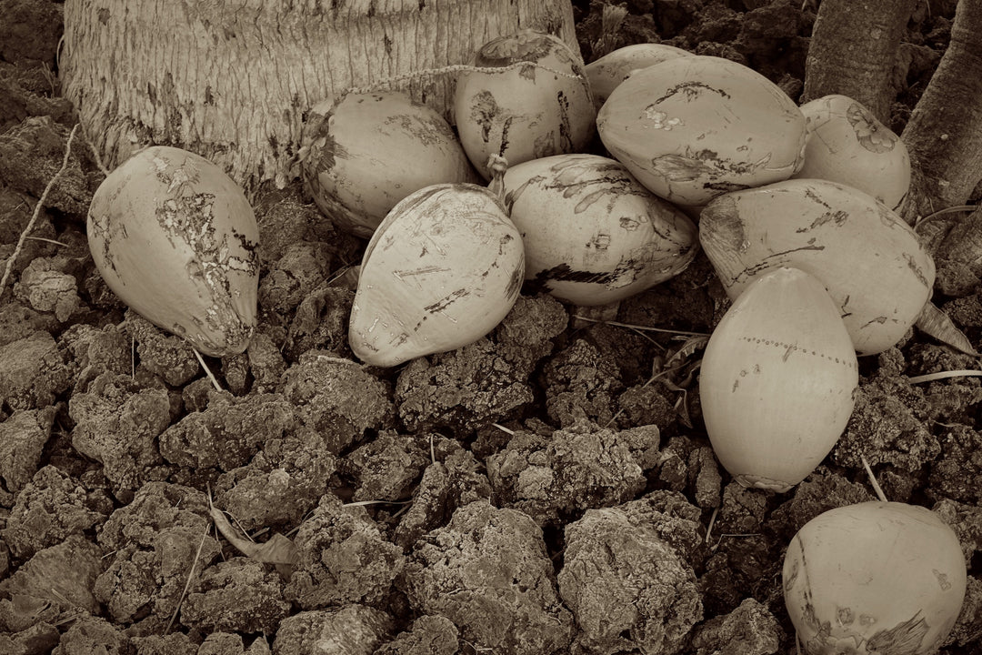 Fresh Coconuts by Cathy Shine - Tiffany's Art Agency - Cathy Shine