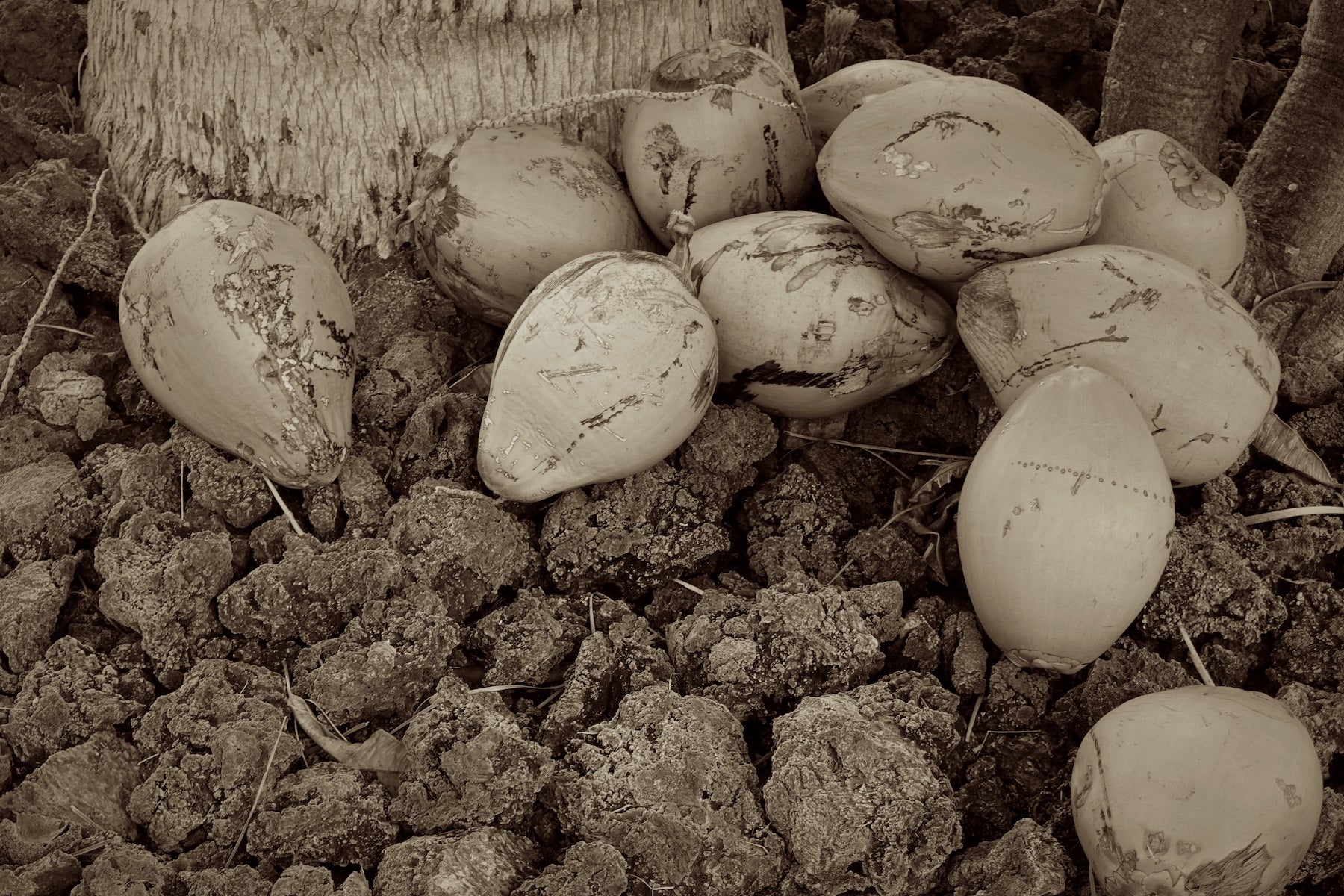 Fresh Coconuts by Cathy Shine - Tiffany's Art Agency - Cathy Shine