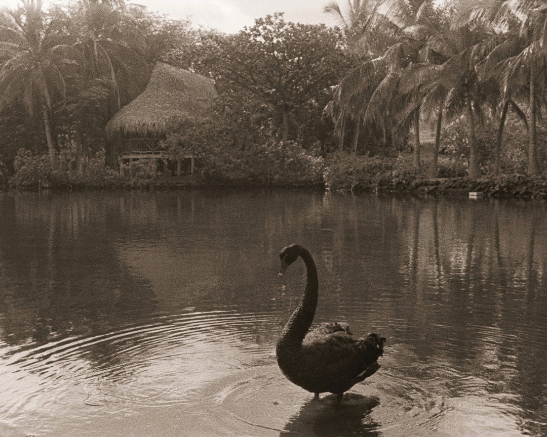 Kona Village Swan by Cathy Shine - Tiffany's Art Agency - Cathy Shine