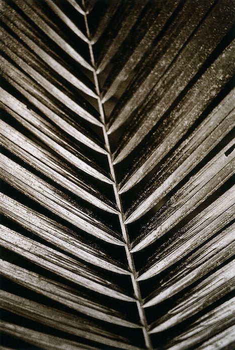 Palm Frond by Cathy Shine - Tiffany's Art Agency - Cathy Shine