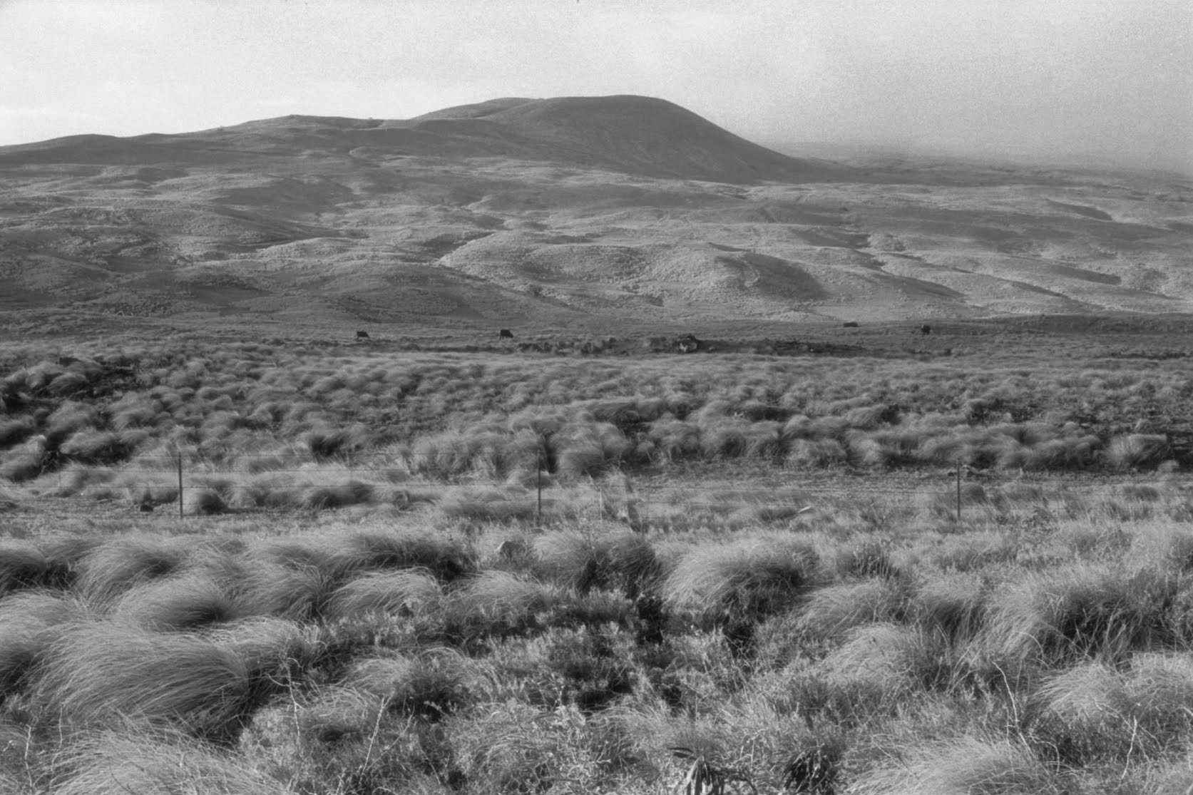 Puu Near Waimea by Cathy Shine - Tiffany's Art Agency - Cathy Shine