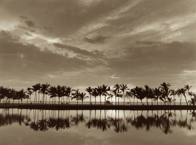 Waikoloa Palms by Cathy Shine - Tiffany's Art Agency - Cathy Shine