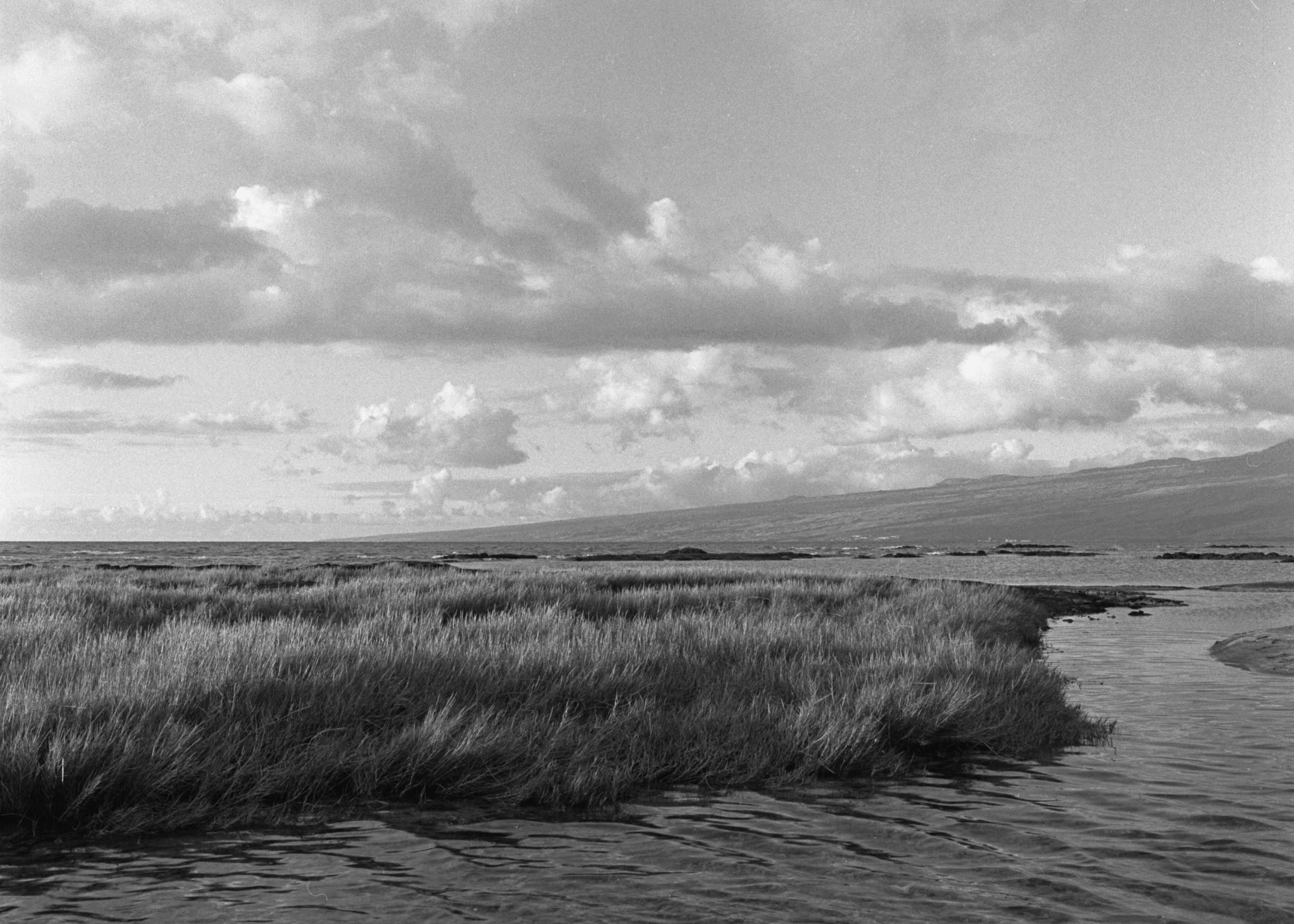 Wailua River by Cathy Shine - Tiffany's Art Agency - Cathy Shine