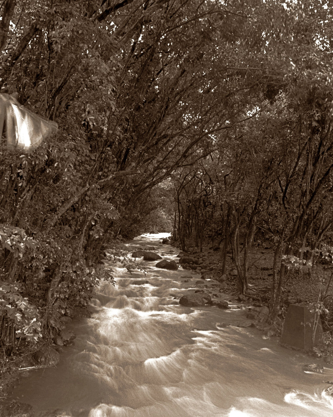 Waipio Valley Stream by Cathy Shine - Tiffany's Art Agency - Cathy Shine