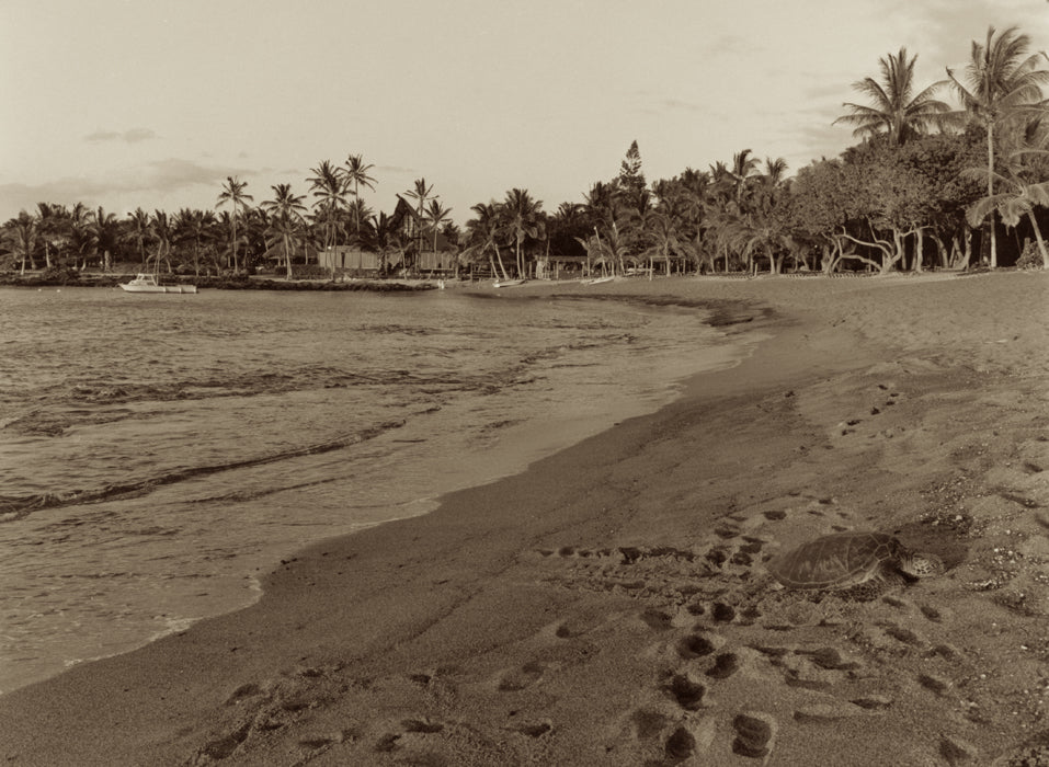 Kona Village Honu by Cathy Shine - Tiffany's Art Agency - Cathy Shine