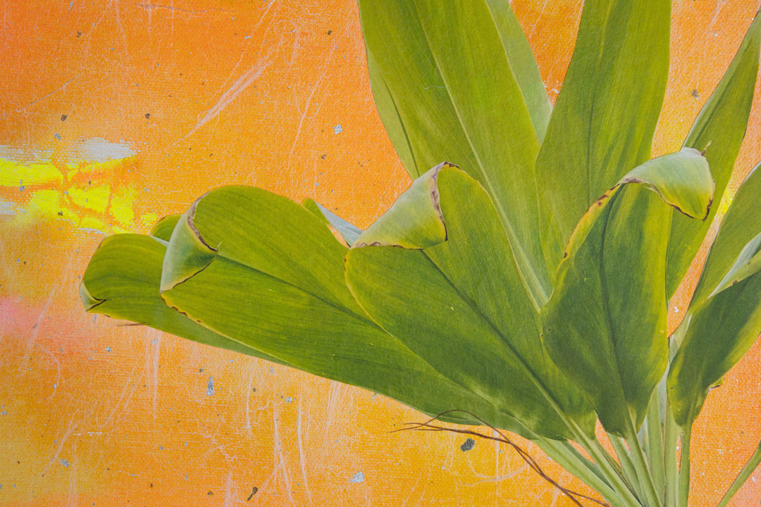 Somewhere Near and Far, Hilo Post Office by Margo Ray