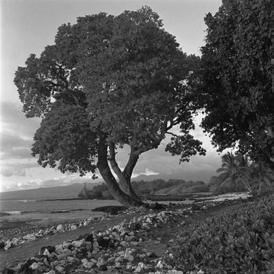 Anaehoomalu Bay Tree 1991 by Cathy Shine - Tiffany's Art Agency - Cathy Shine
