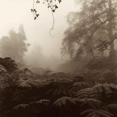 Kalopa Forest by Cathy Shine - Tiffany's Art Agency - Cathy Shine