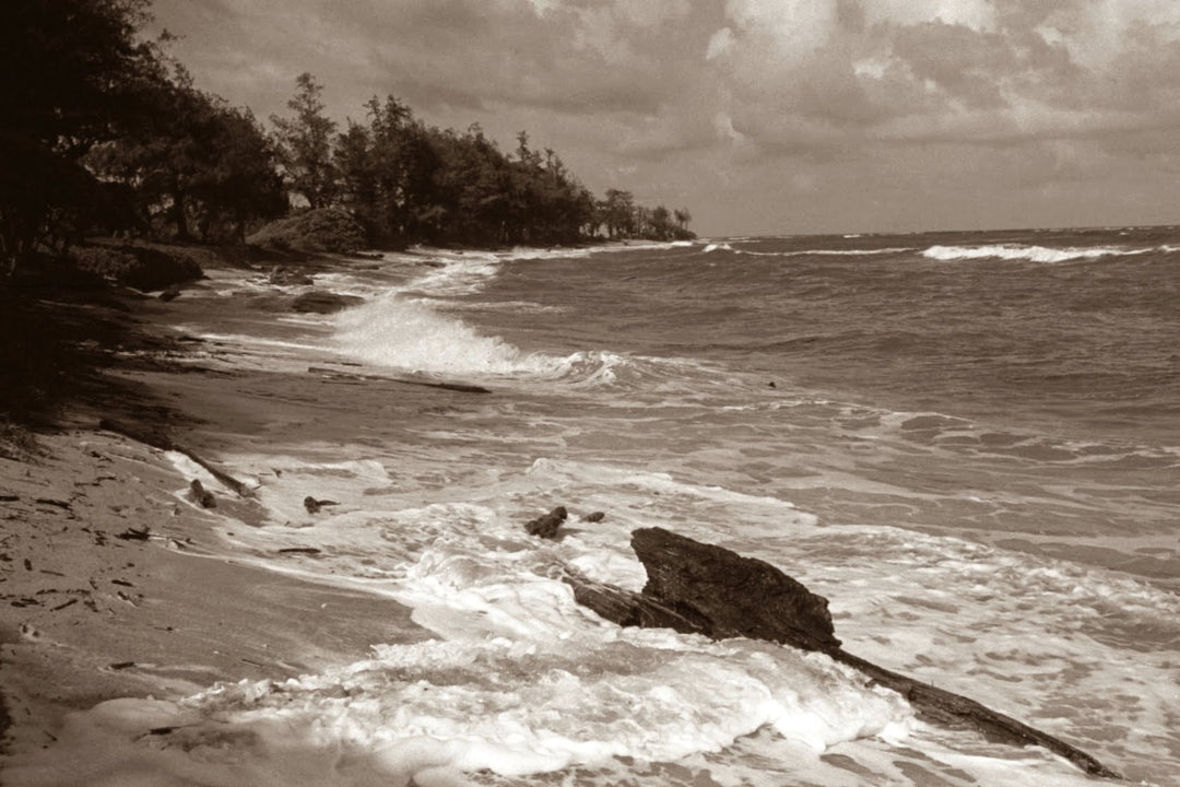 Kapaa Beach by Cathy Shine - Tiffany's Art Agency - Cathy Shine