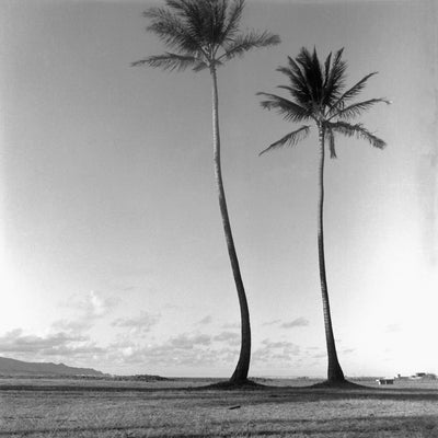 Poipu Palms by Cathy Shine - Tiffany's Art Agency - Cathy Shine