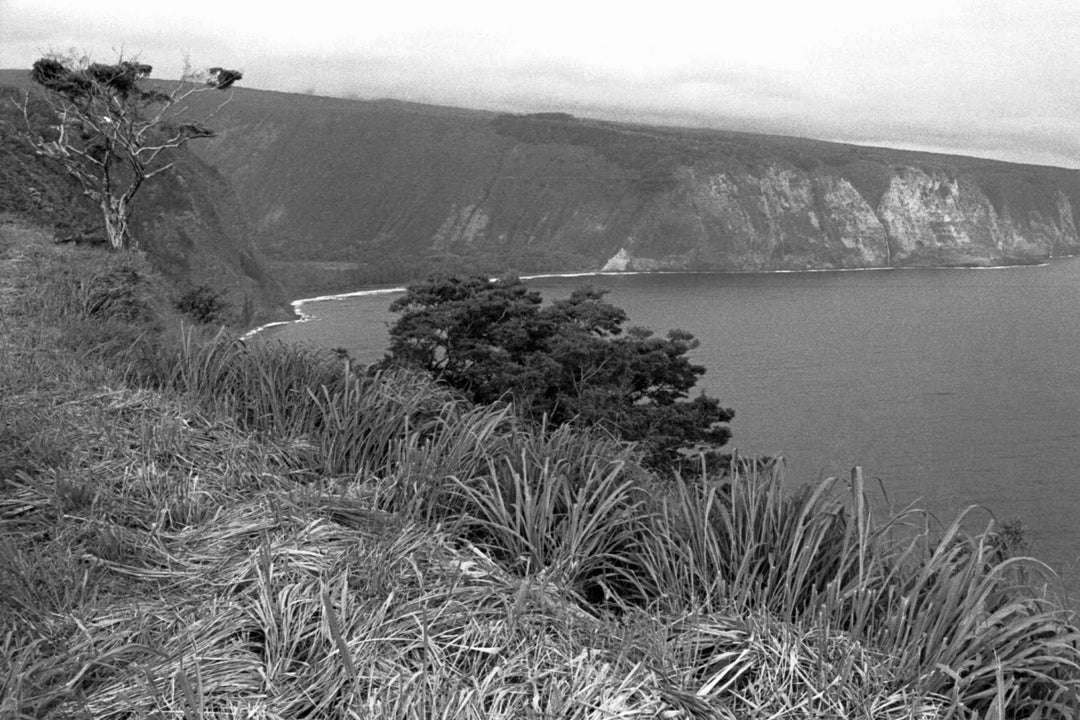 View of Waipio by Cathy Shine - Tiffany's Art Agency - Cathy Shine